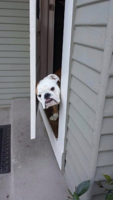 English Bulldog Love