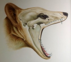 grantmuseum:  Thylacine Submitted by Sandra Doyle 