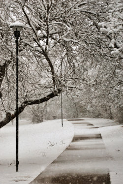 radivs:  Snowy Path by Jake VanDonge 