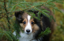 zeldathesheltie: Gorgeous Vitani <3