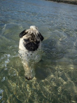 Just out for a swim why you taking a picture of me, my pug loves