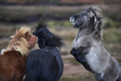 equinecrazy:   scotland-forever:  Shetland pony chess piece by