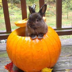 awwww-cute:  Just my rabbit in a pumpkin. Happy fall! (Source: