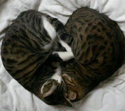 cat-pic:  ネコってこんなひっつくのね ハート寝♡