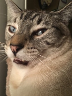 unflatteringcatselfies:  Hannibal’s constant state is unflattering.