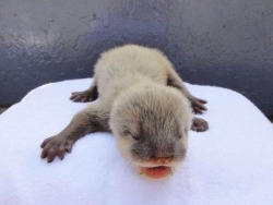 maggielovesotters:  Teeny tiny baby otter  Source: https://twitter.com/77canvas/status/640882359659683840