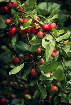 walking-geema:  Crab Apples 