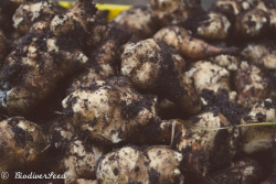 biodiverseed:  SUNCHOKES VS. POTATOES  Which is the Better Permaculture