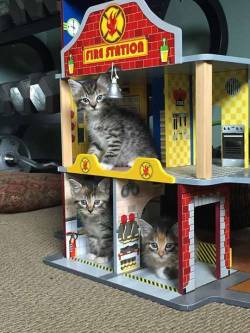 awwww-cute:  Our local firehouse is fostering kittens (Source: