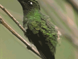 astronomy-to-zoology:  A Sword-billed Hummingbird (Ensifera ensifera)