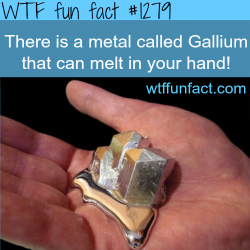 wtf-fun-facts:  There is a metal called Gallium that can melt