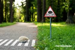 archiemcphee:  We don’t remember seeing “hedgehog crossing”