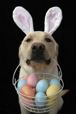 wonderous-world:  Happy Easter! by Fredrik Naess 