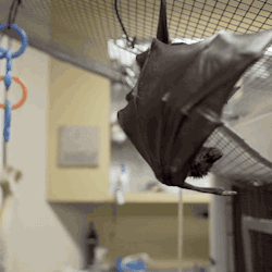 sdzoo:  This little fruit bat needed a helping hand. After an