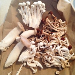 lesbian-ness:  Look at these alien life forms!!!! #mushrooms