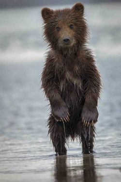 wonderous-world:  Alaskian Brown Bear Cub by Phil Frigon 