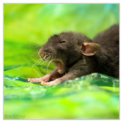 scalestails:  Every time I hear “Rats aren’t cute, they’re
