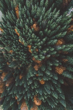 alecsgrg:Broccoli view | ( by Jannik Obenhoff ) 