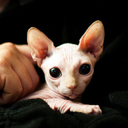 disasterouss:  I didn’t even like hairless cats until I saw