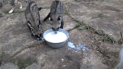 sizvideos:  Those African Civet Cats sure love milk! - Watch