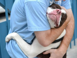 bighairedshenanigans:  buzzfeedanimals:  Pit bulls are buddies,