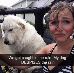 babyanimalgifs:  Dog snaps