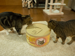 cybergata:  “What is this?  Hum must be something for Maru