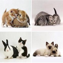 awwww-cute:  Kittens and their matching bunnies (Source: http://ift.tt/2cLbGSy)