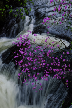 tulipnight:  Bloom Togokumitsuba azalea by Michiyoshi Akiyama