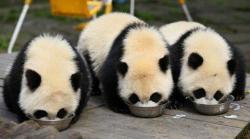 giantpandaphotos:  From left to right: Shui Xiu’s younger twin,