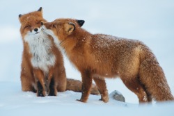atomic-tourist:  gold-blooded-killer:  wolverxne:Foxes in Love