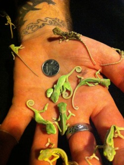 lolshtus:  Tiny baby chameleons… 