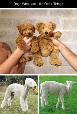 tastefullyoffensive:  Dogs Who Look Like Other Things [imgur]Previously: