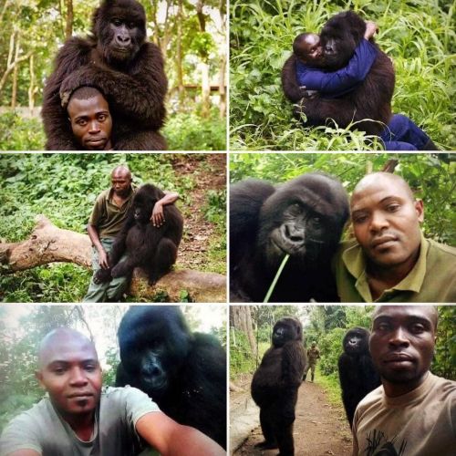 Gorillas posing with the men that protect them against poachers.