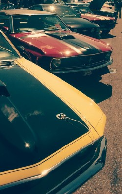 JUST THE COOLEST MUSTANGS