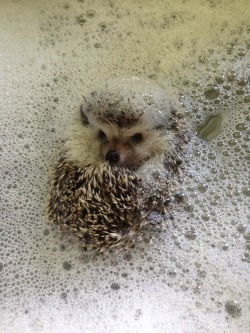 sadbunnny:  iamlostinspace:  My pet hedgie takin a bath :)  oh