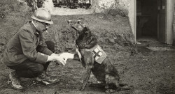  An Allied soldier bandages the paw of a Red Cross working dog