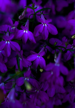 blooms-and-shrooms:   	A Lobelia by Igor Nikitin    