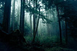 forbiddenforrest:  Once upon a time in the forest by Ellie <3