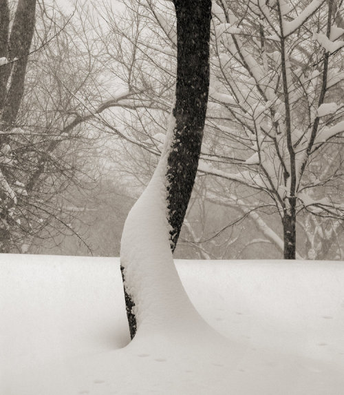 gacougnol: Dede ReedSnow Tree Central Park, New York City