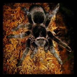 batsandspiders:  Miss Charlotte. #tarantula #spider #spiderlove
