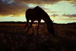 horsesornothing:  Some pics (by tatcat85)