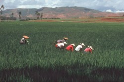 unrar:  China, Hishuang Panna. Weeding the rice fields. 1979,