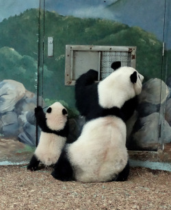 giantpandaphotos:  Mei Huan and her mother Lun Lun at Zoo Atlanta