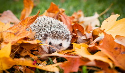 bitrates:  🎃🍁 Autumn Blog 🍂👻  He is super cute sneaking