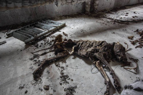Dead dog in an abandoned hospital.https://painted-face.com/