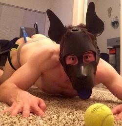 domtopdog:  theblupup:  Introducing Pup Arc! He recently got