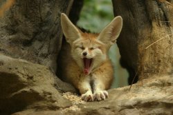 fuckyeahfennecs:  Adorable Fennec Fox Yawning by ~kijani-lion