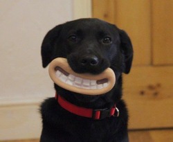 tastefullyoffensive:Greatest chew toy of all time. (photo via