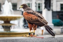 stunningpicture:  The reason why pigeons disappeared from Trafalgar